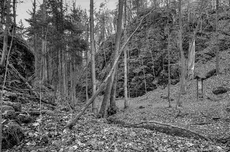 Występują tutaj jedyne na Dolnym Śląsku stanowiska rzadkiej paproci języcznika zwyczajnego, pojedyncze okazy dębów i sosen w wieku 120-140 lat oraz 70-letnie cisy pospolite, liczne gatunki