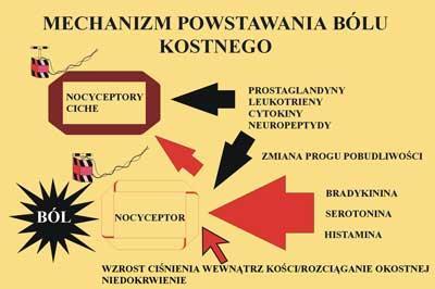 Bóle kostne Bączyk M i