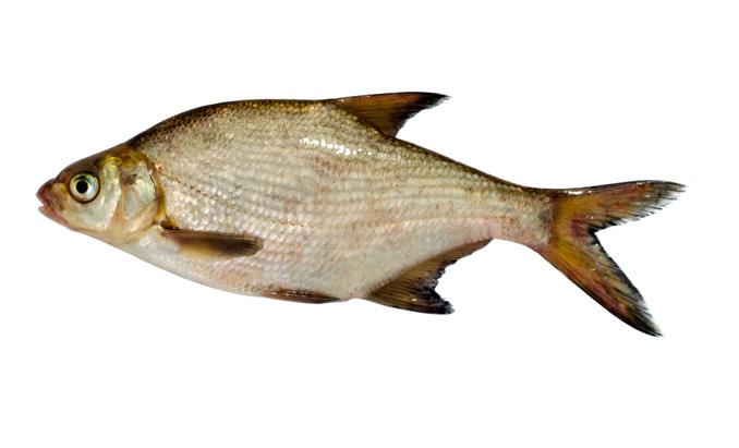 30 min Gardon Bogaty w atraktanty, takie jak mączka rybna Wysoka zawartość białka Mikropellet do długotrwałego wabienia Białko 40% 1.