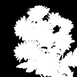 odmiana o anemonowych