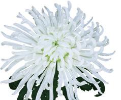 08 Sombrella L: Deliflor R: 8 S: