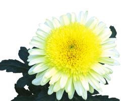 08 Eleonora yellow L: Deliflor R: 9 S: