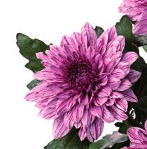 Eleonora Bronze L: Deliflor R: 9 S: 08 18