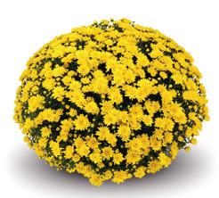 LEGENDA :: L licencja :: T tydzień kwitnienia w urawie tradycyjnej :: W iła wzrotu w kali 1-5 CAMINA Red L: Gediflora T: 37 W: 2 CONACO Yellow L: Gediflora T: 39 W: 3 CONACO Gold L: Gediflora T: 39