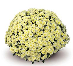 Gediflora T: 40 W: 3 SABINA Cream L: Gediflora T: 40 W: 5 Aduro Violet L: