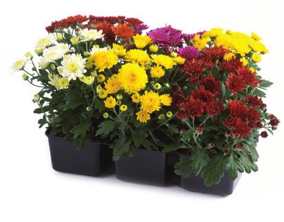 STAVISKI Dark Pink L: Gediflora T: 40 W: 4 STAVISKI Orange L: Gediflora