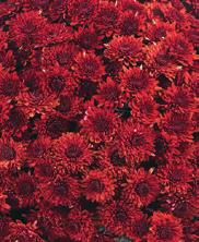 Royal  Red L: Royal van Zanten