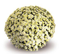 LEGENDA :: L licencja :: T tydzień kwitnienia w urawie tradycyjnej :: W iła wzrotu w kali 1-5 OURASI Yellow L: Gediflora T: 40 W: 3 ESTILO White L: