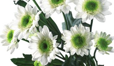 Zembla White L: Deliflor R: 7.