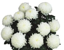 08 ATLAS L: Floritec R: 9 W: