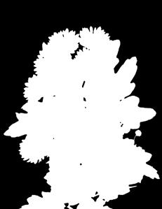 fotoeriodyczna w
