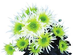 Anataia Cream L: :