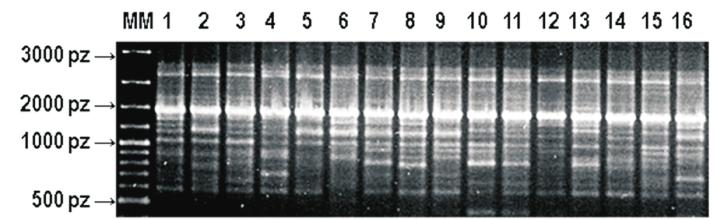 Ryc. 2. Przyk³adowy obraz rozdzia³u elektroforetycznego amplikonów powsta³ych w reakcji ISSR-PCR w 1.2% elu agarozowym [Celiñski i in. 2010 w przygotowaniu].