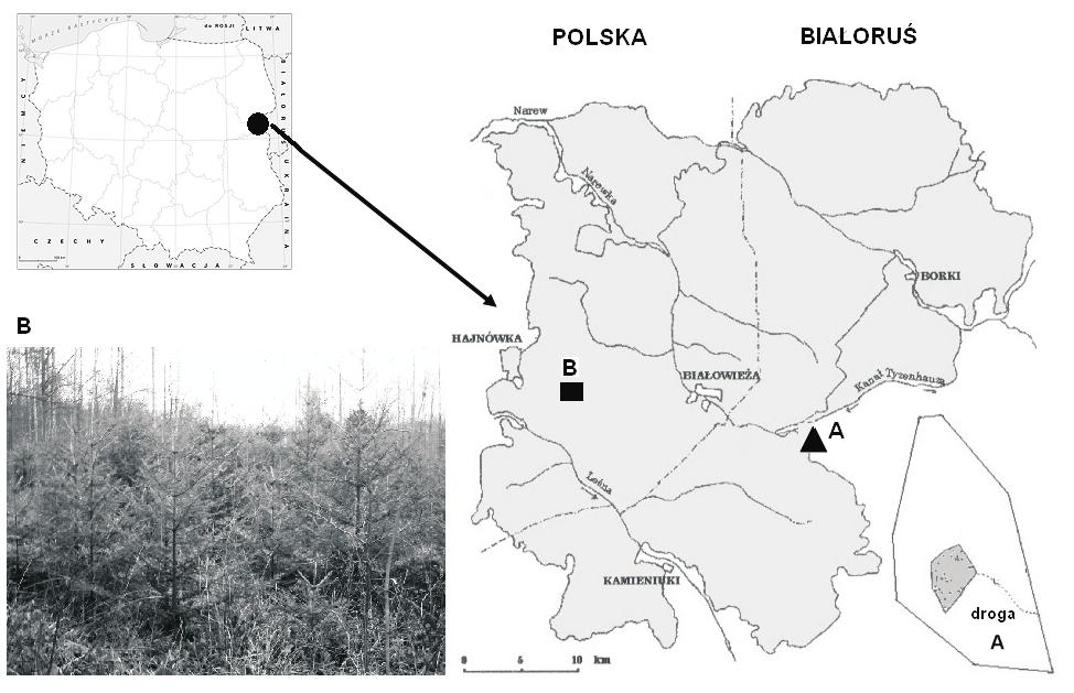 wszystkich rodów pozwoli na: 1. ochronæ puli genowej tej unikatowej populacji jodùy 2. ocenæ zdolnoúci adaptacyjnej potomstwa jodùy z rezerwatu Tisovik w warunkach uprawy testowej oraz 3.