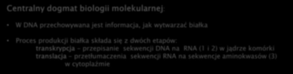 przetłumaczenia sekwencji RNA na sekwencje aminokwasów (3) w cytoplaźmie [7] What is life made of?