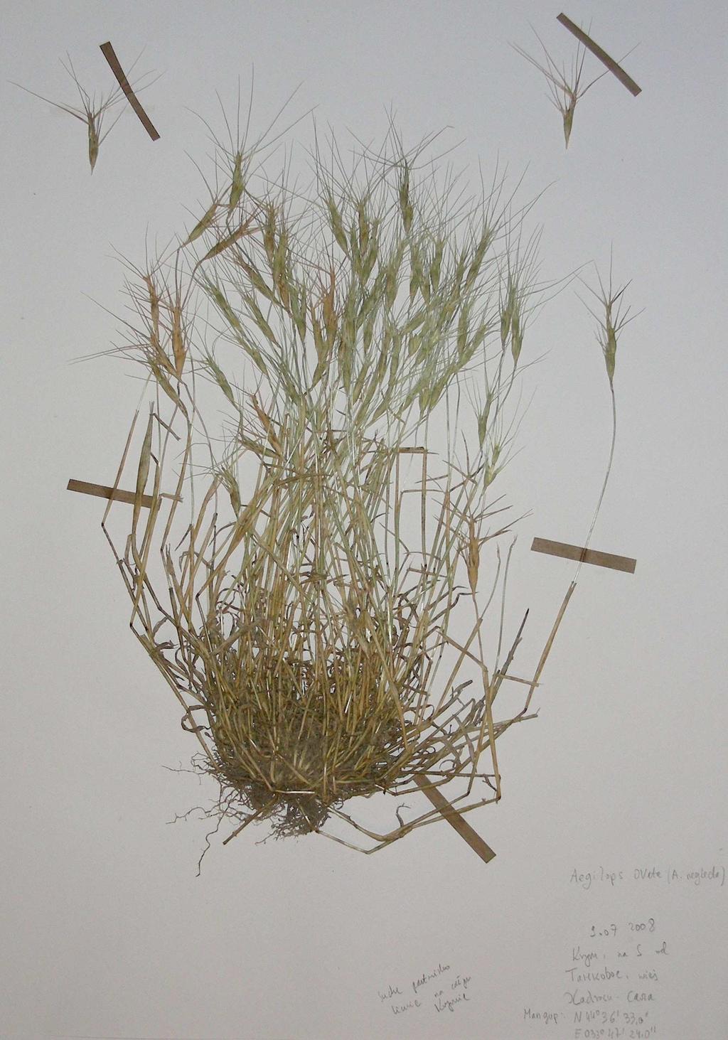 Stipa pennata Ostnica Jana. Fot. 16.