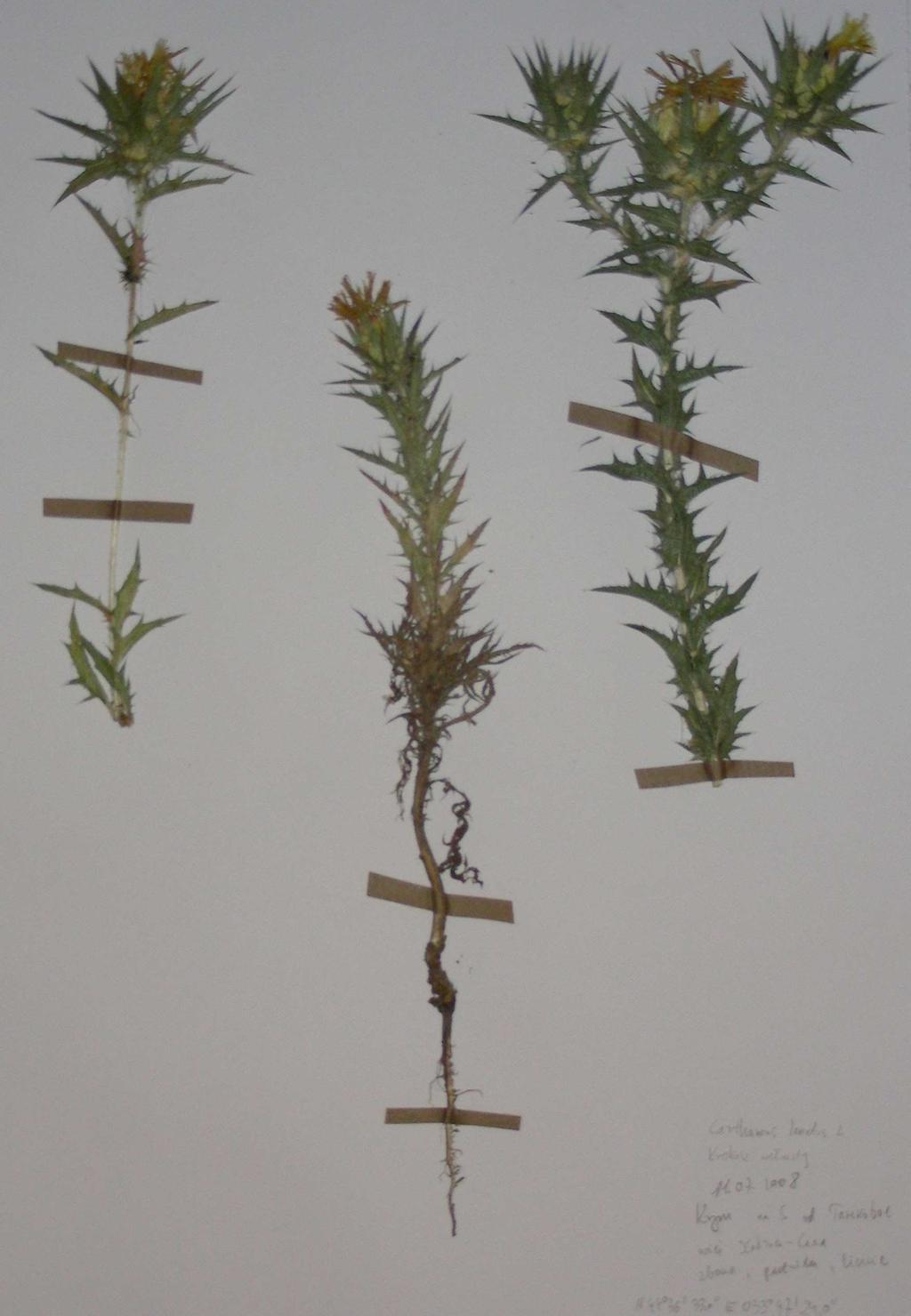 Fot. 17. Aegilops ovata (A.