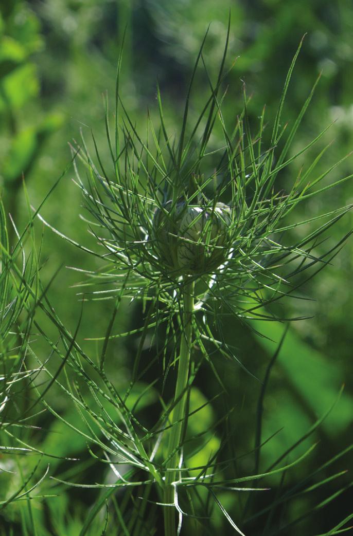 INDEX SEMINUM Nigella