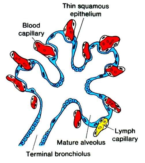Lung tissue in a newborn Pracownia