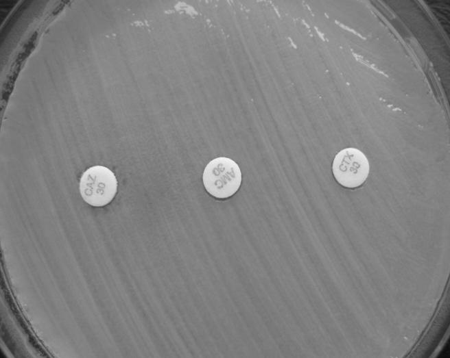 bakteryjnych. Szczepy K. pneumoniae PM-159 i PM-162 były wieloopornymi szczepami nie wytwarzającymi MBL i KPC. Zgodnie z Rekomendacjami Krajowego Ośrodka Referencyjnego ds.