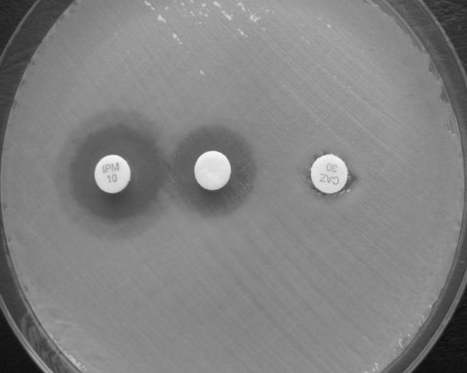 izolatów, przyznawano pozytywną ocenę końcową. Pozytywny wynik I tury sprawdzianu POLMICRO 2010 uzyskało 79% laboratoriów biorących udział w programie.
