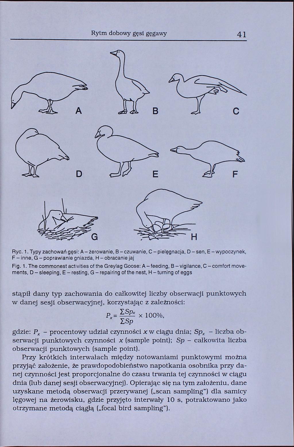 Rytm dobowy gęsi gęgawy 41 B D Ryc. 1.