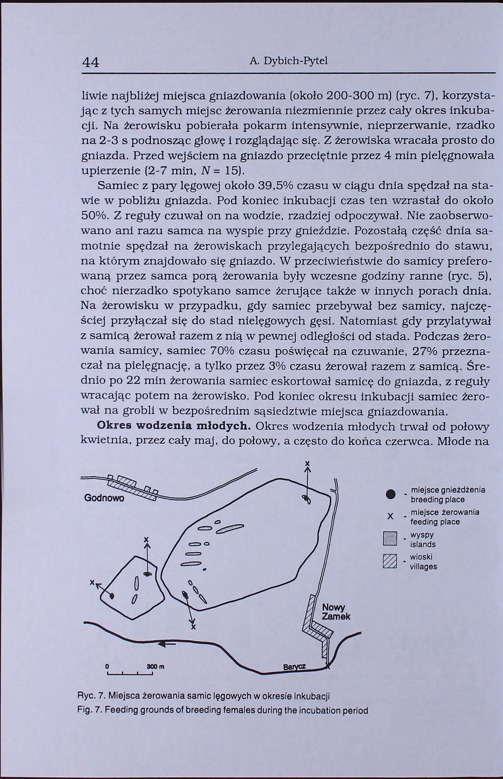 44 A. Dybich-Pytel liwie najbliżej miejsca gniazdowania (około 200-300 m) (ryc. 7), korzystając z tych samych miejsc żerowania niezmiennie przez cały okres inkubacji.