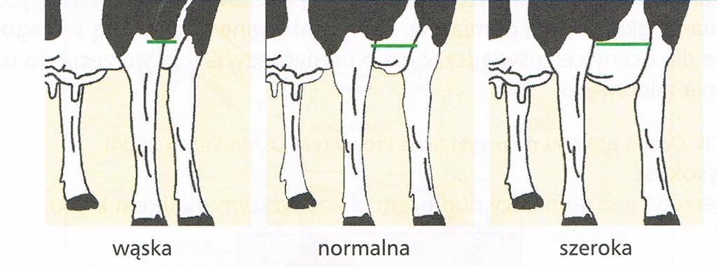 Odległość pomiędzy przednimi nogami. 3. Szerokość klatki piersiowej 4.