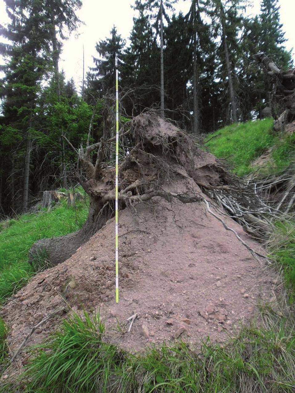 Łukasz Pawlik nej skały macierzystej. Takie przypadki najczęściej obserwowano na północnym, bardzo stromym stoku Kopicy, gdzie pokrywa stokowa jest nieznacznej miąższości.
