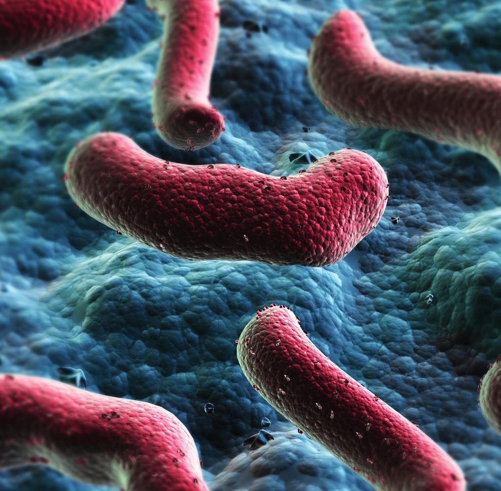 Clostridium difficile: nieszkodliwy drobnoustrój czy śmiertelne ryzyko? Najnowsze informacje.