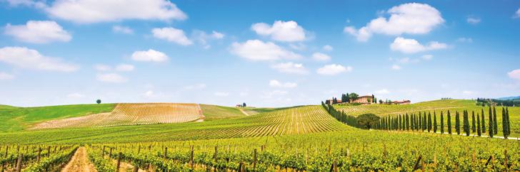 z Mołdawii z Mołdawii DIKAYA ROZA MOŁDAWIA DIKAYA ROZA MUSCAT DIKAYA ROZA MERLOT KAGOR KAGOR BLAGOSLO- VENIE KAGOR BLAGOSLO- VENIE Charakterystyczna butelka tego wina butterflybottle jest