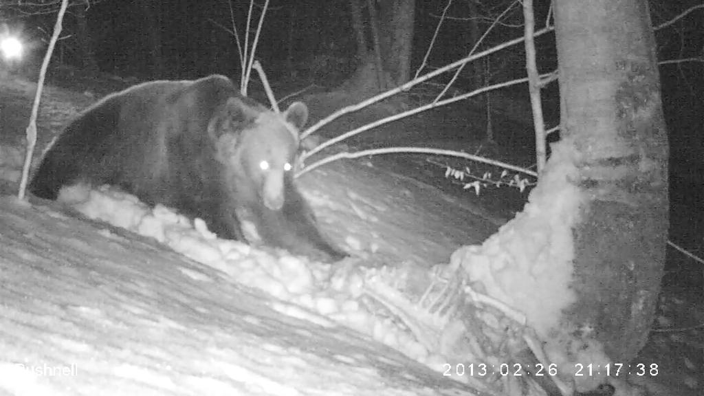 Obszar 1 Osiadły samiec, zlokalizowany po wyjściu z gawry (2013-02-25) w dużej jodle na obszarze obwodu ochronnego BdPN Ustrzyki Górne. Niedźwiedzia tropiono "pod trop" na odcinku 8 km.