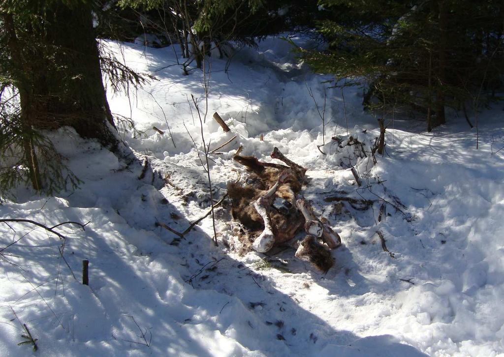 2013) 6 w rejonie Przysłupia tropiono niedźwiedzicę prowadzącą młodego. Odnotowano ślady żerowania na resztkach jelenia oraz barłóg zlokalizowany pod świerkiem (Ryc.16).
