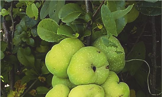 CHARAKTERYSTYKA OWOCÓW PIGWOWCA JAPOŃSKIEGO ORAZ ICH ZASTOSOWANIE 7 nicowana). W miąższu owoców praktycznie nie występują komórki kamienne, a owoce po przekrojeniu długo zachowują barwę wyjściową.