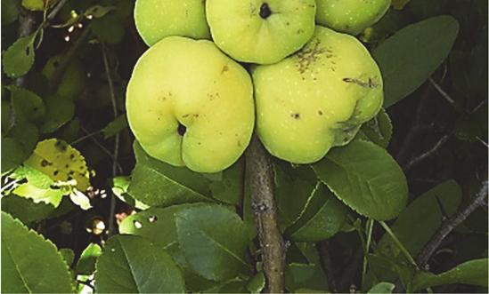 japonica) a pigwa pospolita Owoce rodzaju Chaenomeles (fot. 1) często mylone są z owocami pigwy pospolitej rodzaju Pseudocydonia (fot. 2).