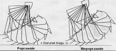 Przebieg ruchu stopy podczas
