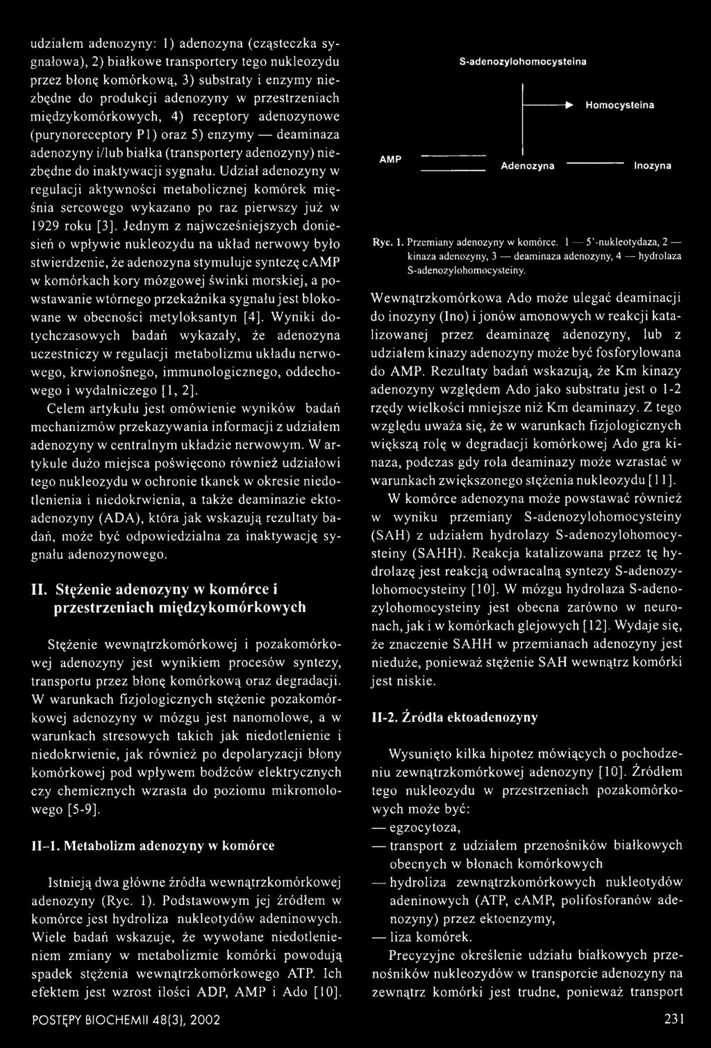 Udział adenozyny w regulacji aktywności metabolicznej komórek mięśnia sercowego wykazano po raz pierwszy już w 1929 roku [3], Jednym z najwcześniejszych doniesień o wpływie nukleozydu na układ
