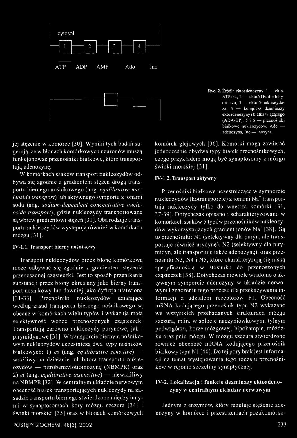 jej stężenie w komórce [30]. Wyniki tych badań sugerują, że w błonach komórkowych neuronów muszą funkcjonować przenośniki białkowe, które transportują adenozynę.