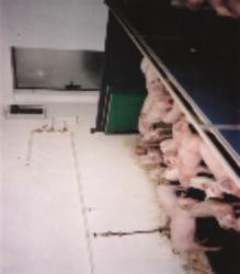 PACYNA Wojciech ul. Długa 41 Janków Przygodzki 63-421 Przygodzice Gmina Przygodzice Specjalizuje się w produkcji trzody chlewnej. utrzymuje 50 loch objętych oceną PZHiPTCh POLSUS.