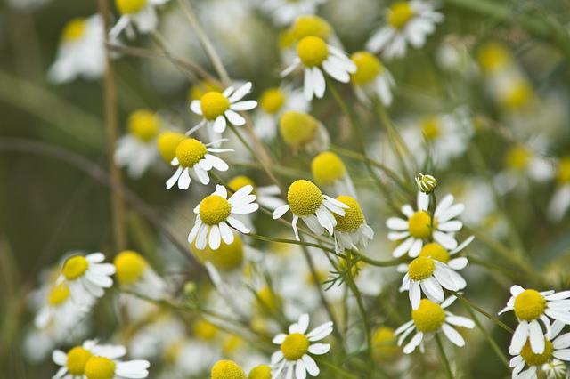 Receptury bonifraterskie STOMACH BONIFRATERSKI MILLEFOLII HERBA FOENICULI FRUCTUS CICHORII RADIX PLANTAGINIS LANCEOLATAE FOLIUM CALENDULAE FLOS