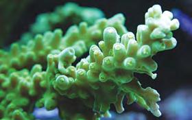 korali, głównie są to acropory (A.