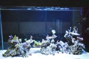 są również koralowce LPS.