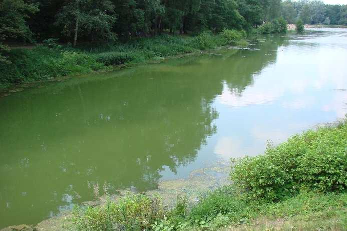 powstawania zakwitów