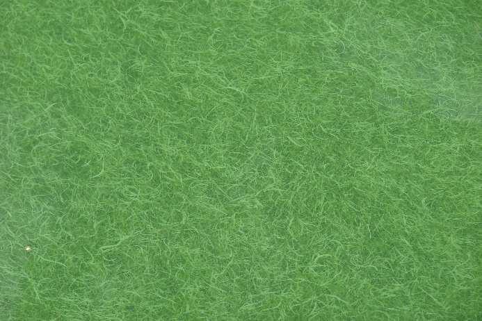 sinic Microcystis sp.