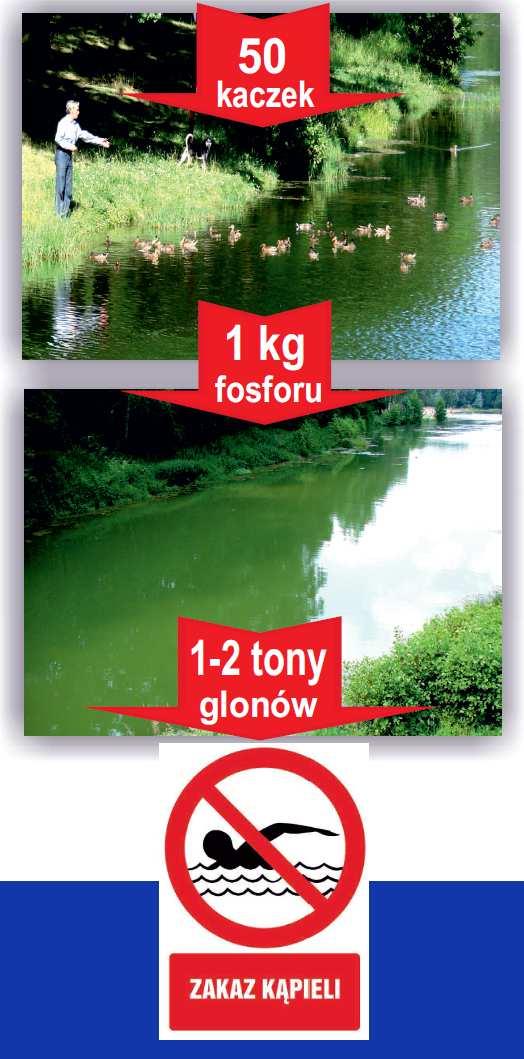 Obszar demonstracyjny projektu identyfikacja zagrożeń niekorzystna struktura troficzna (zooplankton ryby planktonożerne ryby drapieżne), brak naturalnej roślinności wodnej w strefie woda/ląd, silna