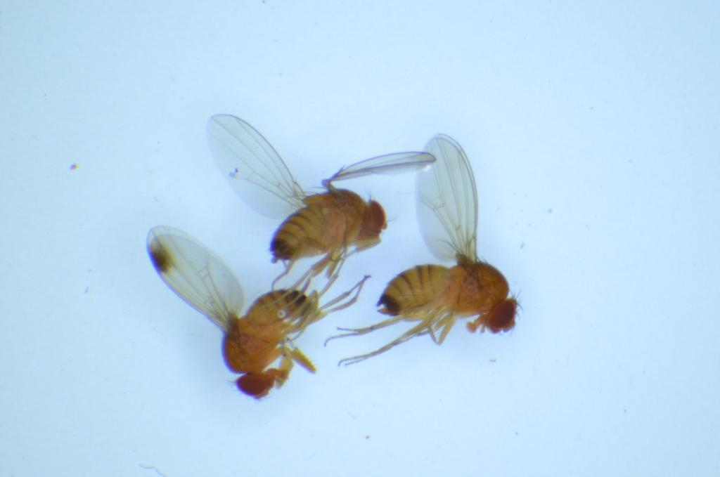 INSTYTUT OGRODNICTWA Metodyka prowadzenia obserwacji występowania muszki plamoskrzydłej (Drosophila suzukii