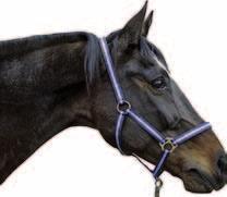 23-328 Full 23-327 X-Full 23-32393 zimnokrwiste 23-324 mini Shetty 23-325