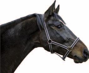 zimnokrwiste 23-322 mini Shetty 23-322 Shetty 23-327 Pony 23-321 cob