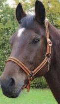 Shetty 23-321927 Pony czerwono-beżowy 23-321937 cob 23-321947 Full 23-3219