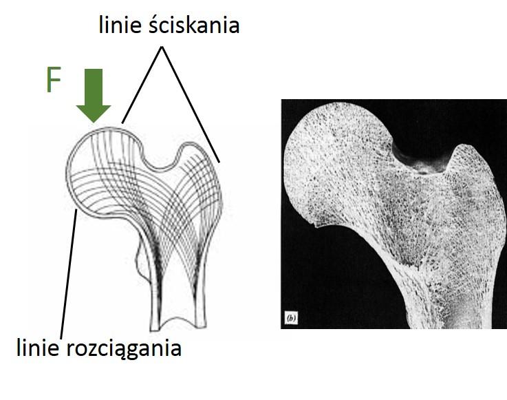 4. Złamania kości. Prawo Wolffa Rys. 4.